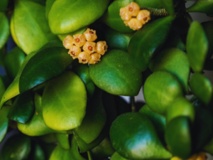 hoya plant