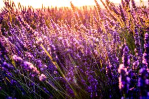 lavender plant